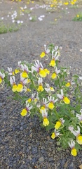 Nemesia karroensis
