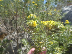 Aspalathus linearifolia