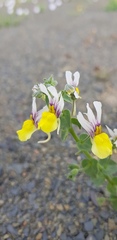 Nemesia karroensis