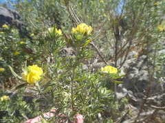 Aspalathus linearifolia