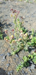 Lyperia tristis