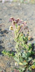 Lyperia tristis
