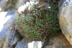 Haworthia cooperi isabellae