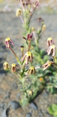 Lyperia tristis
