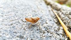 Anisoptera