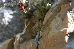 Haworthia cooperi isabellae
