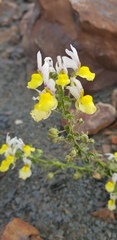 Nemesia karroensis