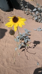 Helianthus niveus tephrodes