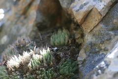 Haworthia cooperi isabellae