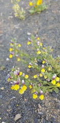 Nemesia karroensis