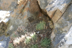 Haworthia cooperi isabellae