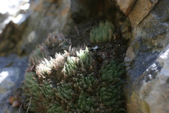 Haworthia cooperi isabellae