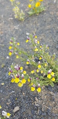 Nemesia karroensis