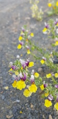 Nemesia karroensis