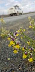 Nemesia karroensis