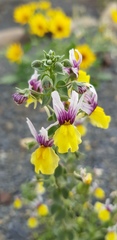 Nemesia karroensis