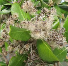 Olearia traversiorum