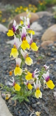 Nemesia karroensis