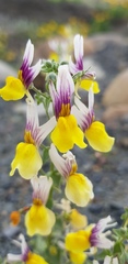 Nemesia karroensis