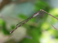 Indolestes tenuissimus