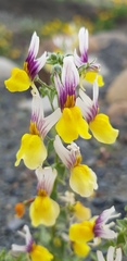 Nemesia karroensis