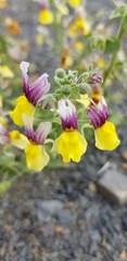 Nemesia karroensis