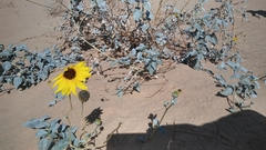 Helianthus niveus tephrodes