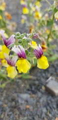 Nemesia karroensis