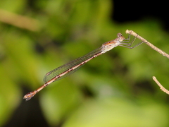 Indolestes tenuissimus