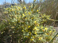 Aspalathus muraltioides