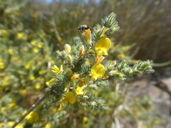 Aspalathus muraltioides