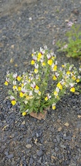 Nemesia karroensis