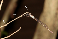 Indolestes tenuissimus