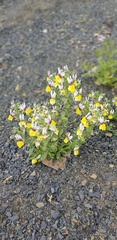 Nemesia karroensis