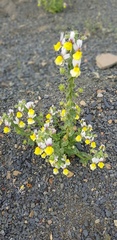 Nemesia karroensis