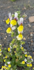 Nemesia karroensis