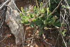 Tylecodon leucothrix