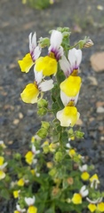 Nemesia karroensis