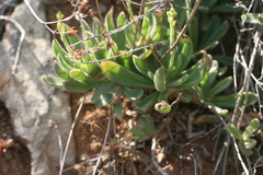 Tylecodon leucothrix