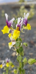 Nemesia karroensis