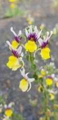 Nemesia karroensis