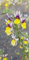 Nemesia karroensis