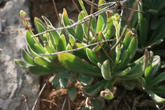 Tylecodon leucothrix
