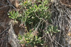 Tylecodon leucothrix