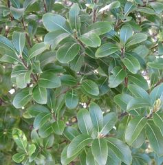Pittosporum colensoi