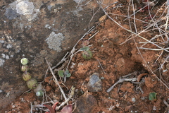 Baculellum articulatum