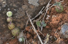 Baculellum articulatum
