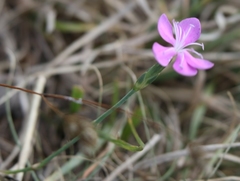 Dianthus ciliatus