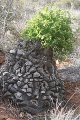 Dioscorea elephantipes