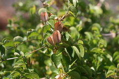 Dioscorea elephantipes